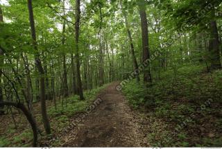 Photo Reference of Background Forest